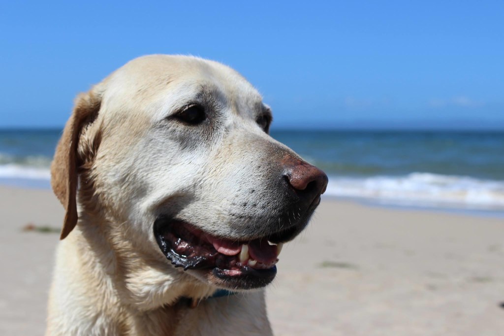 A golden cake for a golden dog and some mixed-up calfie&nbsp;mayhem!
